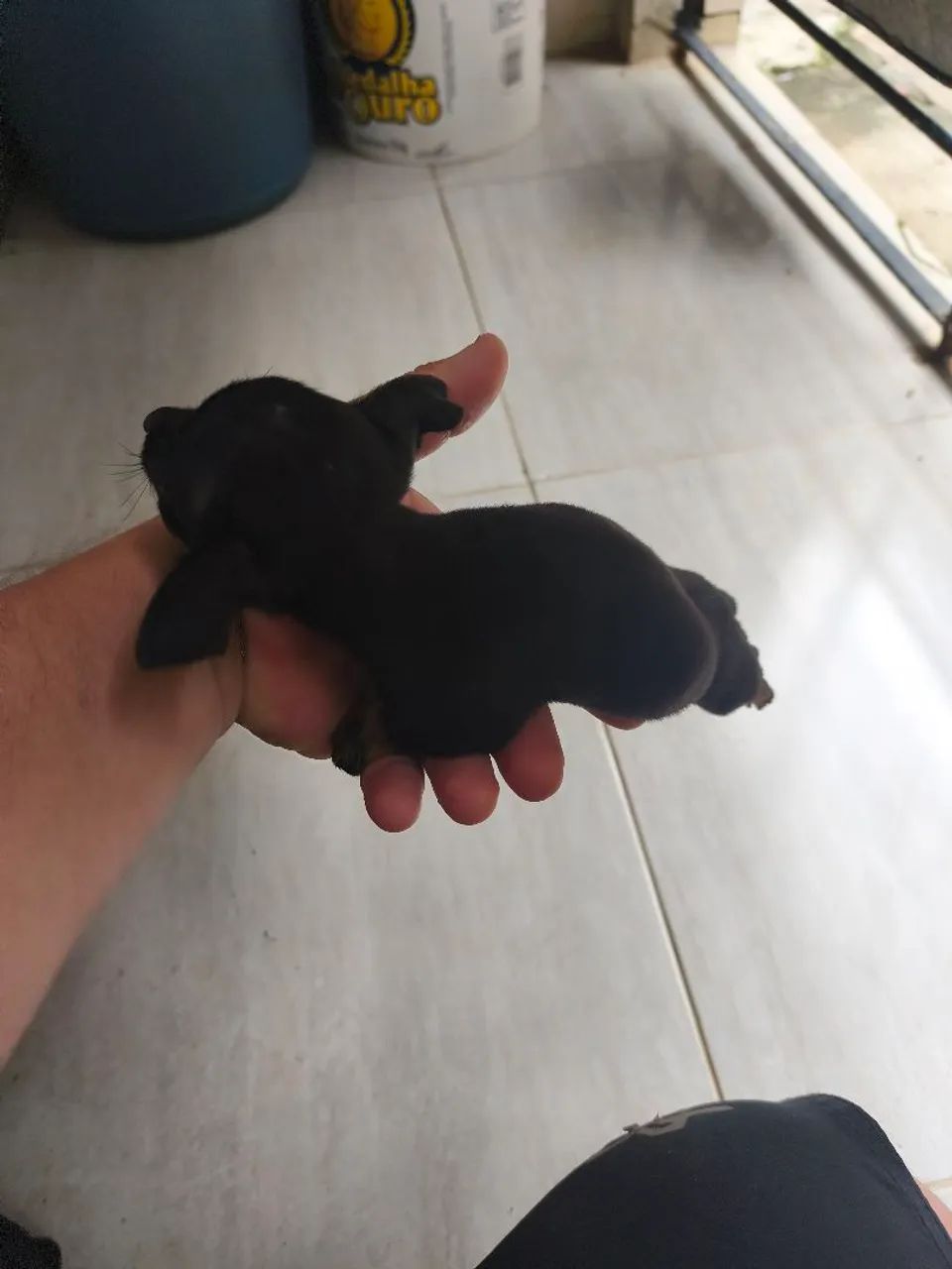 Miniatura Pinscher  - Foto 5