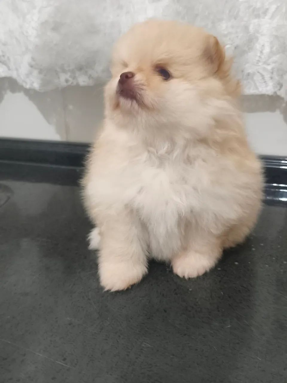 Spitz alemão  - Foto 4