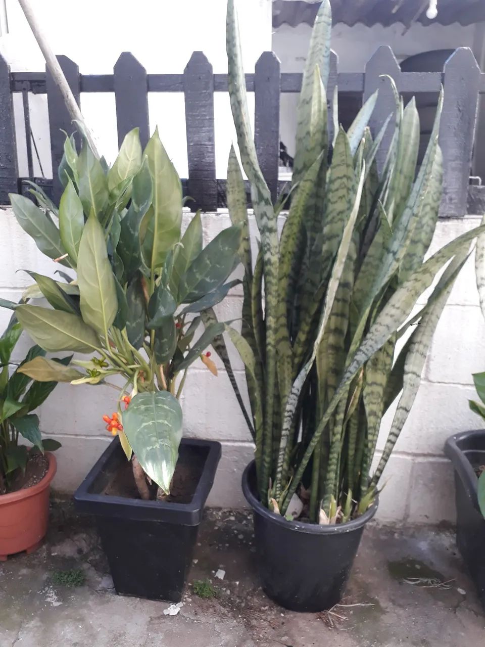 Lindas plantas 
