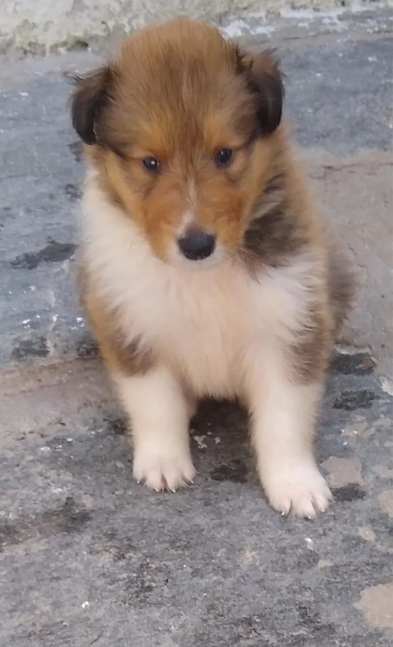 ROUNG COLLIE - Foto 5