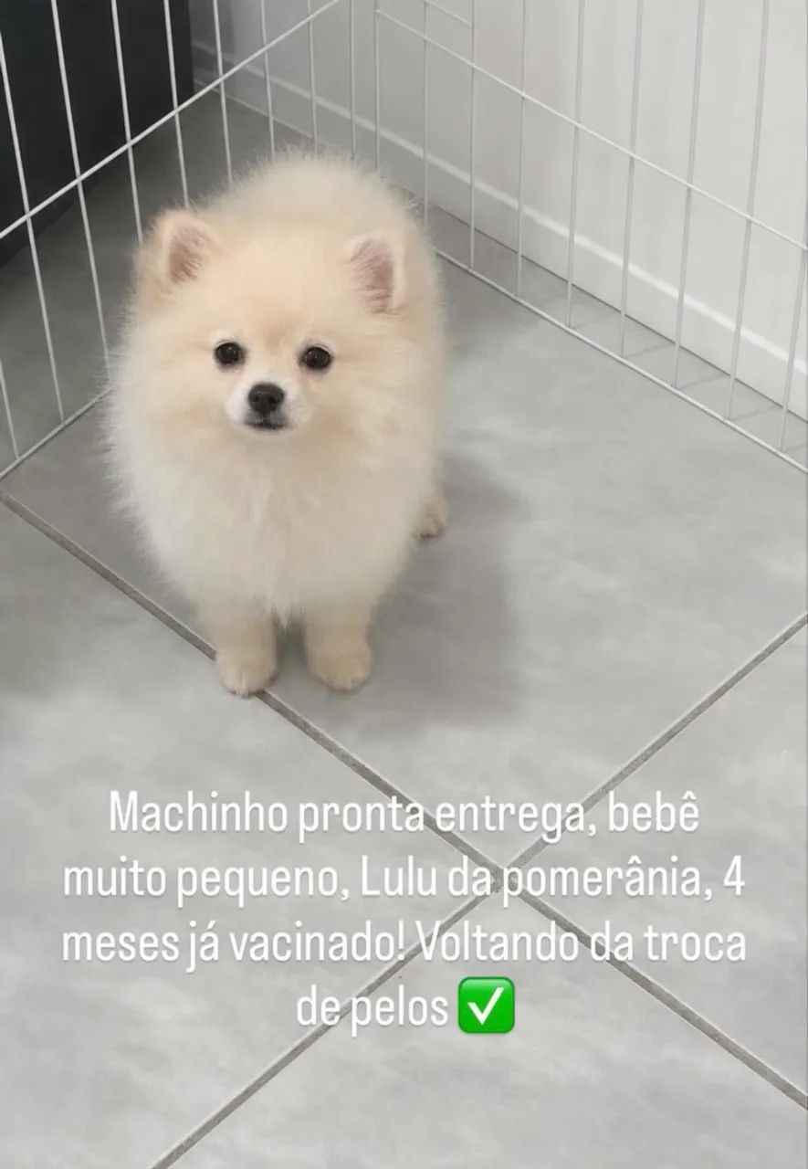 Spitz  - Foto 3