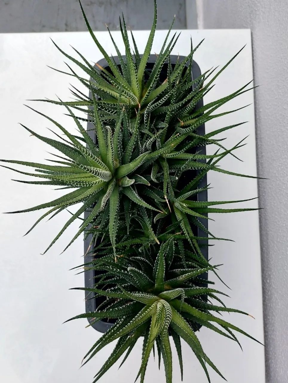 Jardineira com Suculenta Haworthia Fasciata (Planta-zebra) - Foto 2