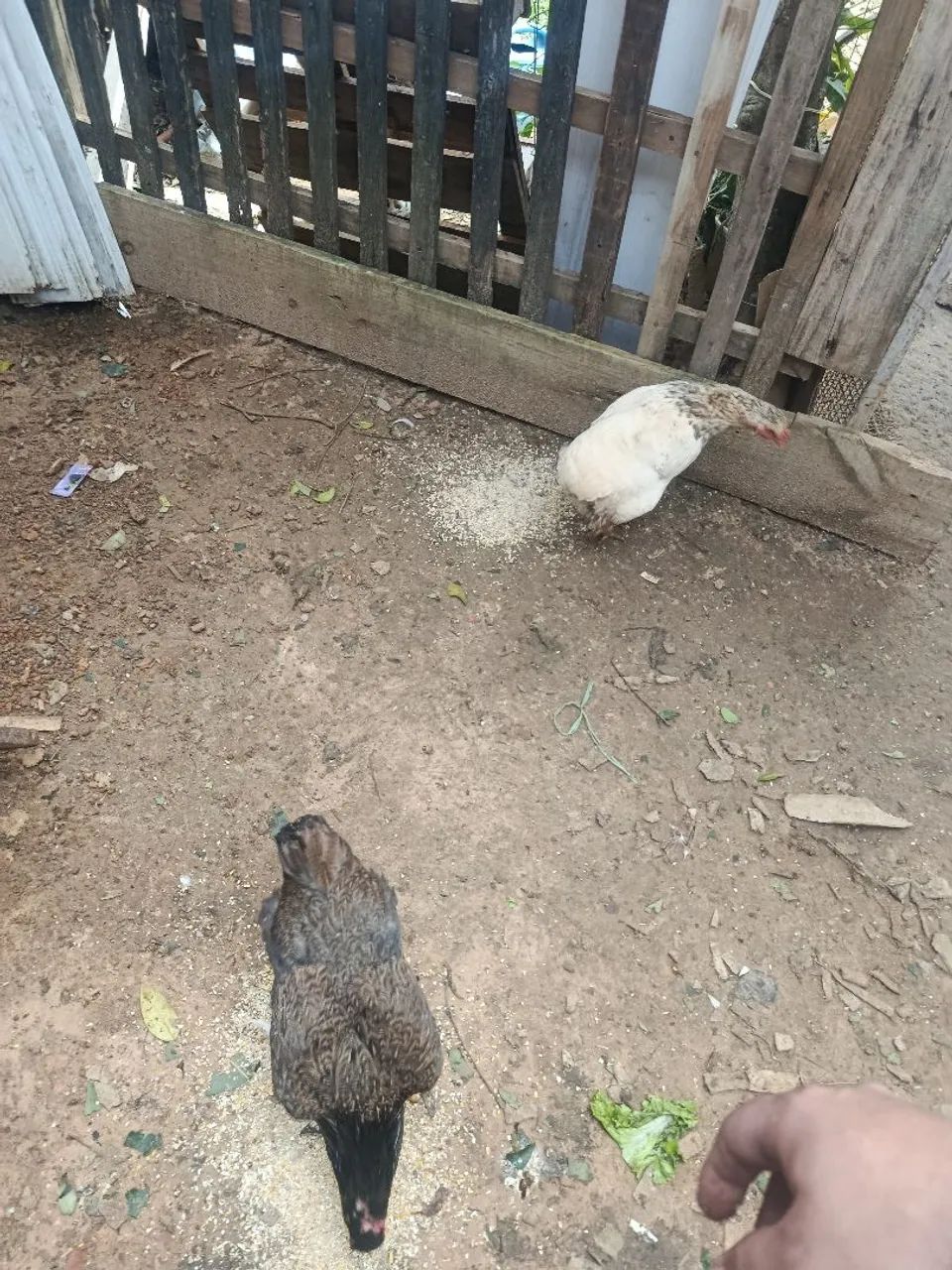Vendo galinhas e galos  - Foto 5