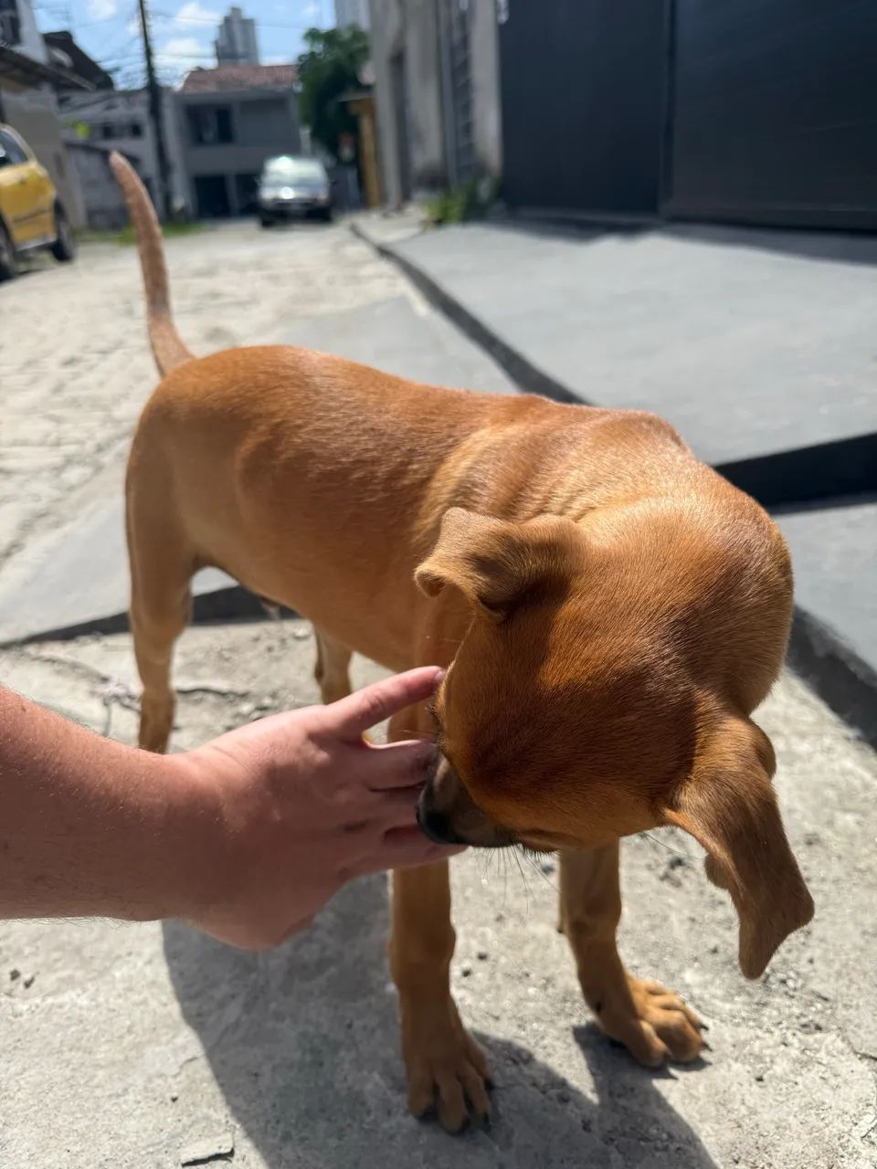 Adoção responsável  - Foto 5