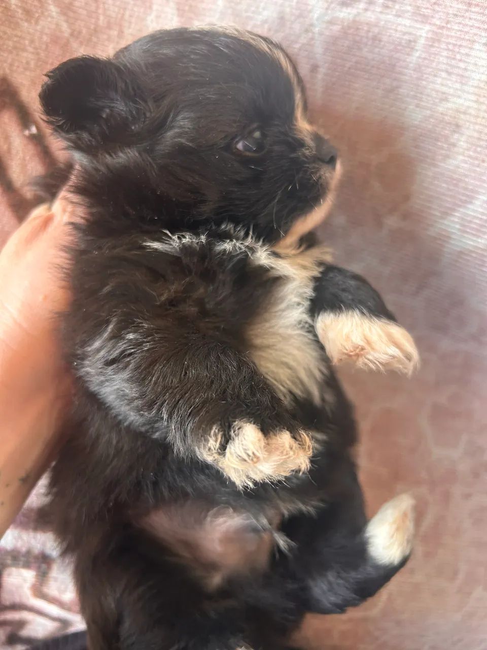 Cachorro  - Foto 5