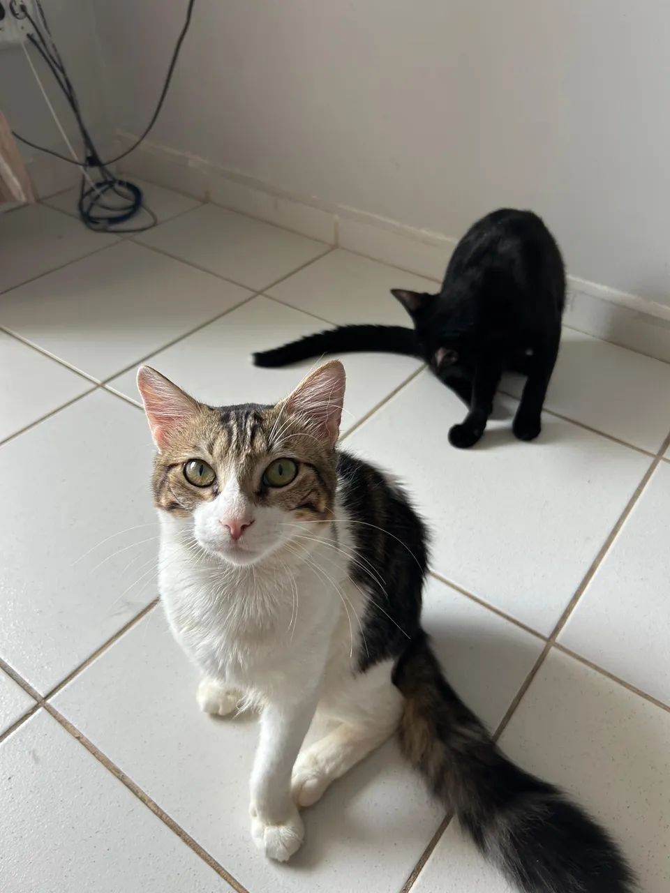 ? Doação Responsável - Dois Gatos Machos ? - Foto 3