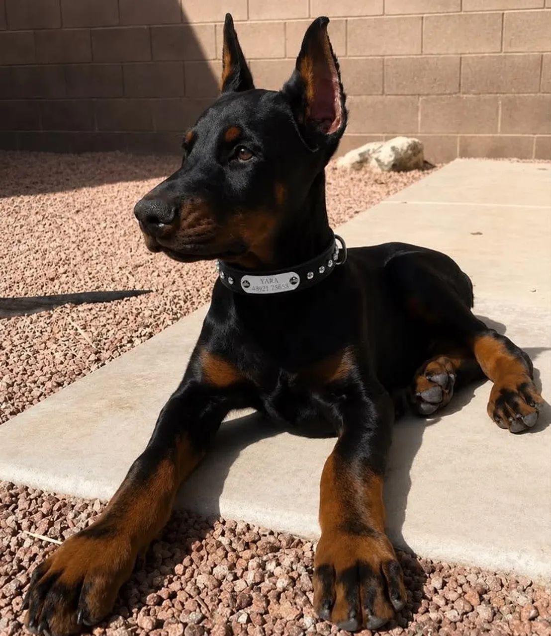 Doberman 