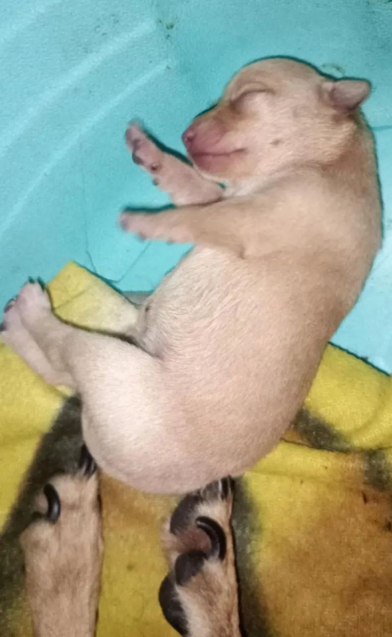 Animal  - Foto 2