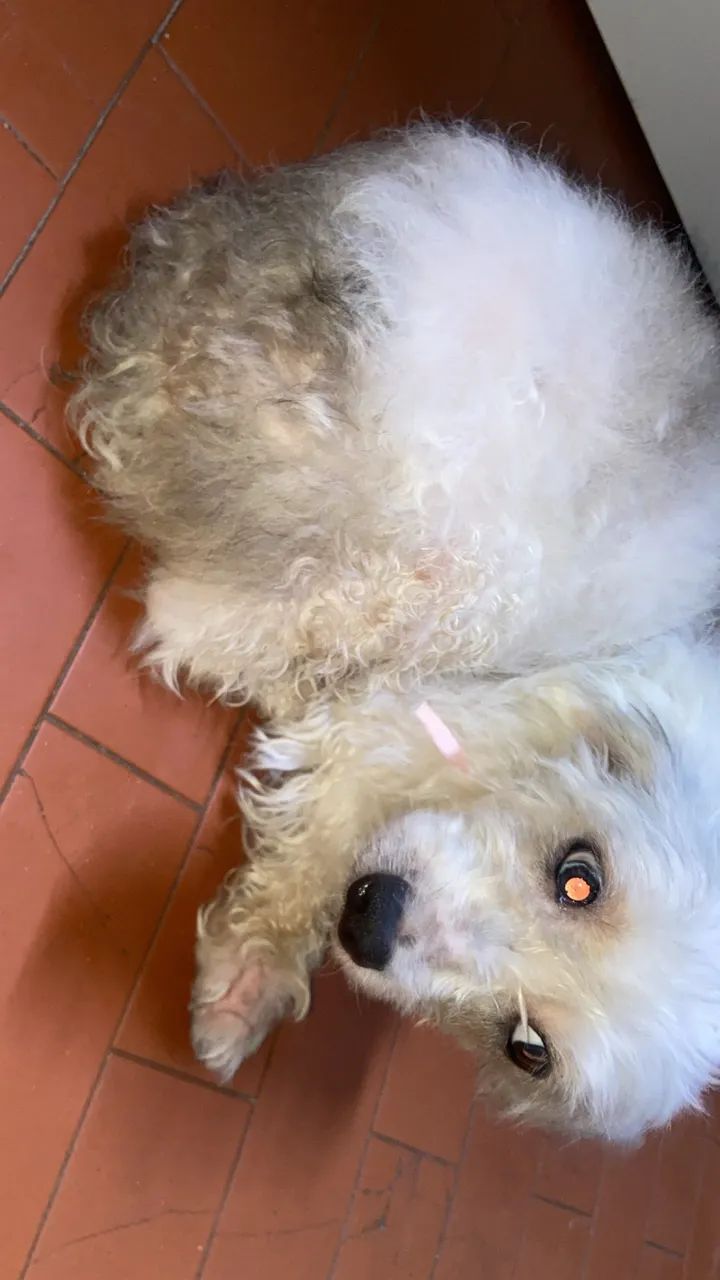 CACHORRINHA PARA DOAÇÃO  - Foto 3