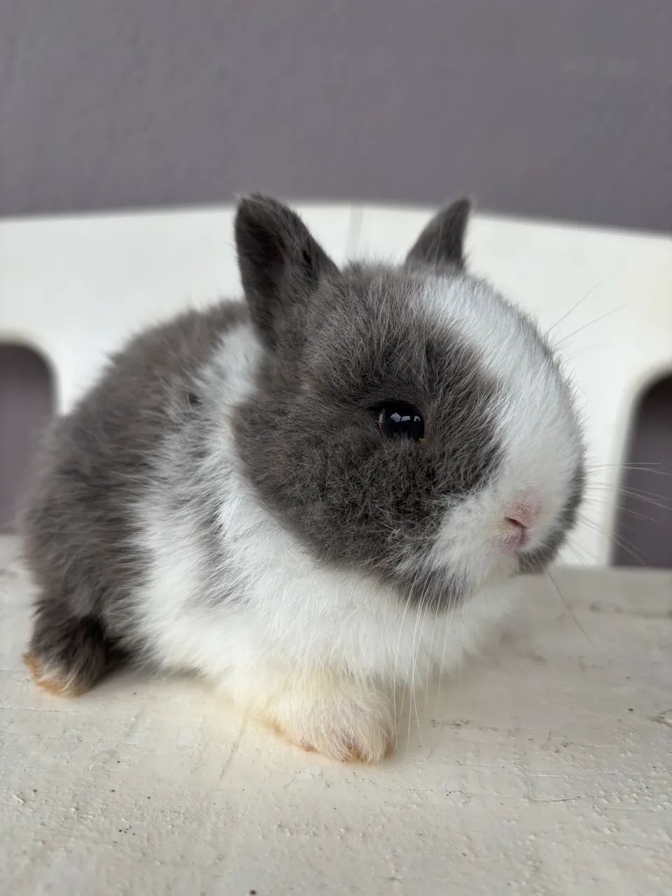 Coelhinhos mini