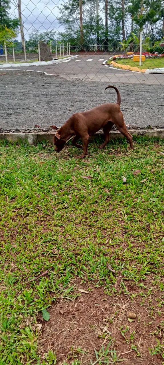 Pit Bull 1 ano castrada mansa  - Foto 3