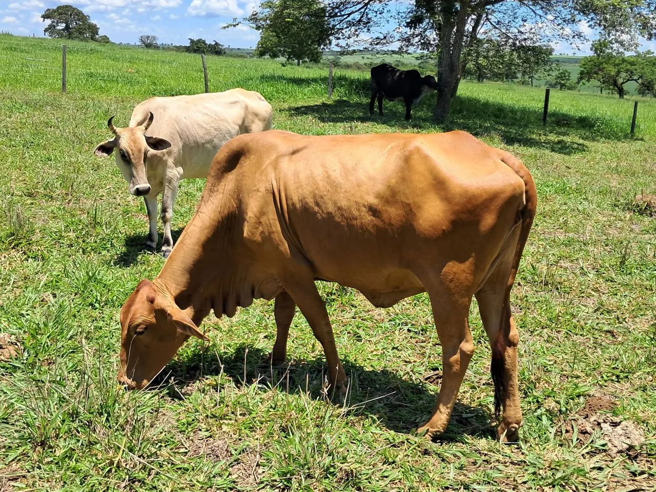 Vendo vacas solteiras - Foto 2