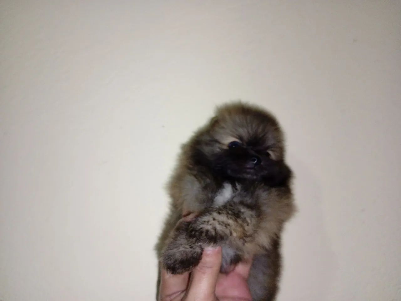 Lulu da Pomerânia  - Foto 4