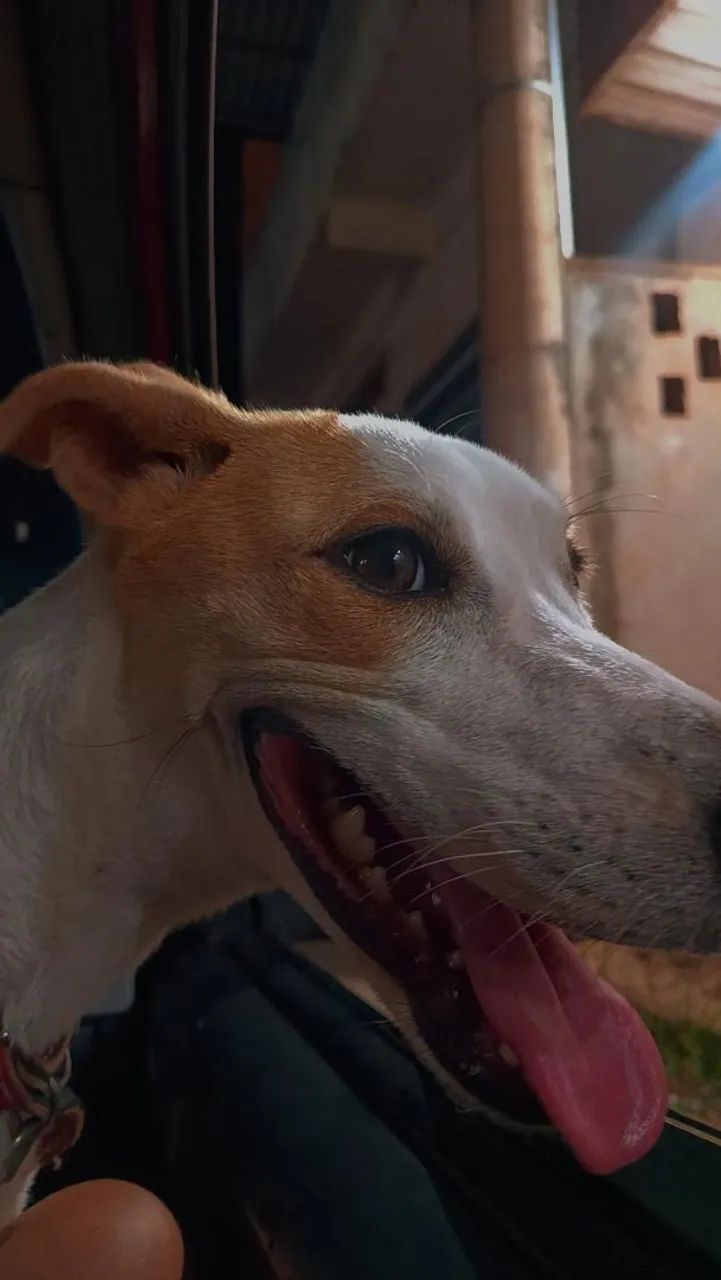 Doa se cachorra castrada  - Foto 2