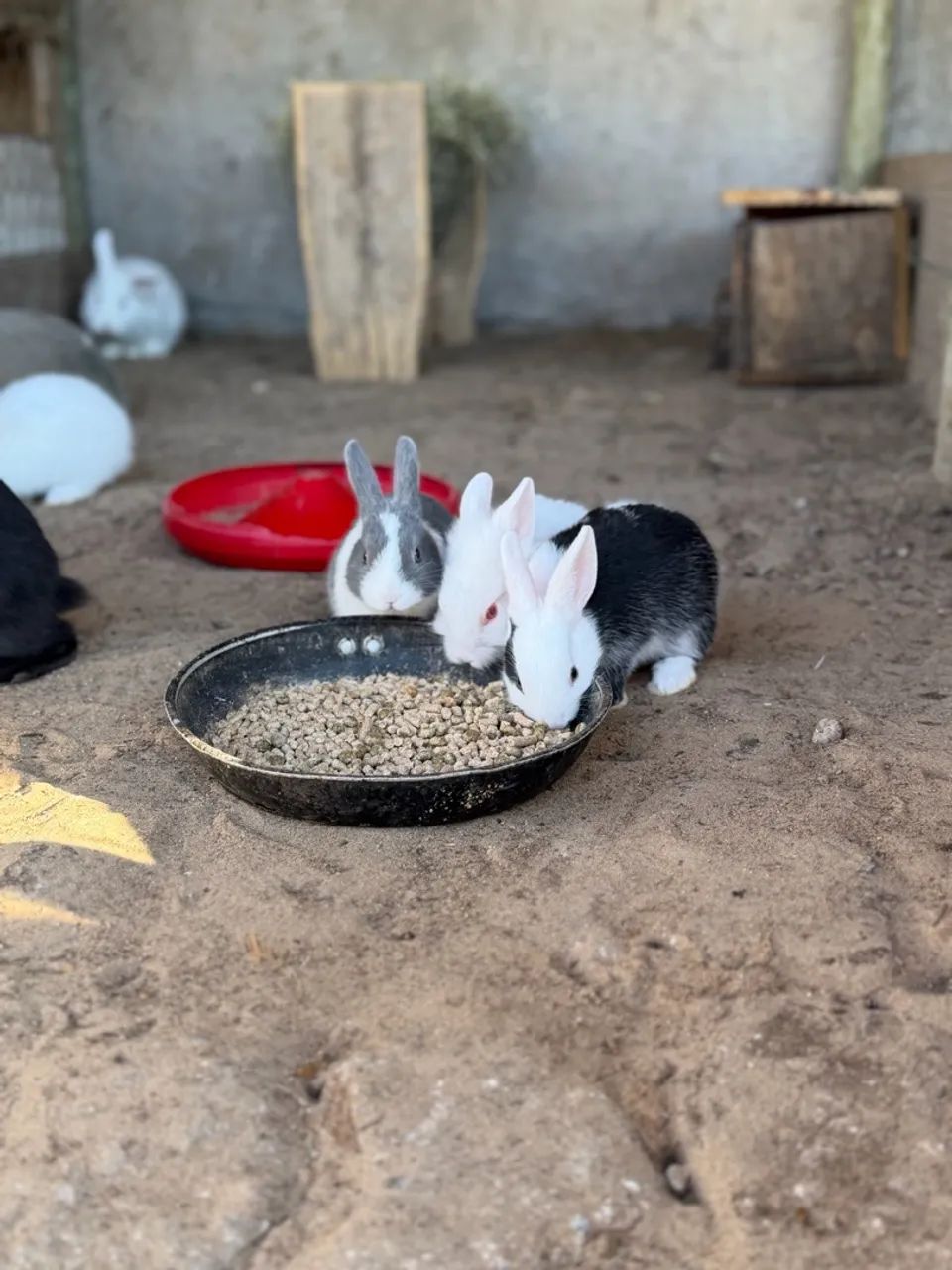 Mini coelho  - Foto 4