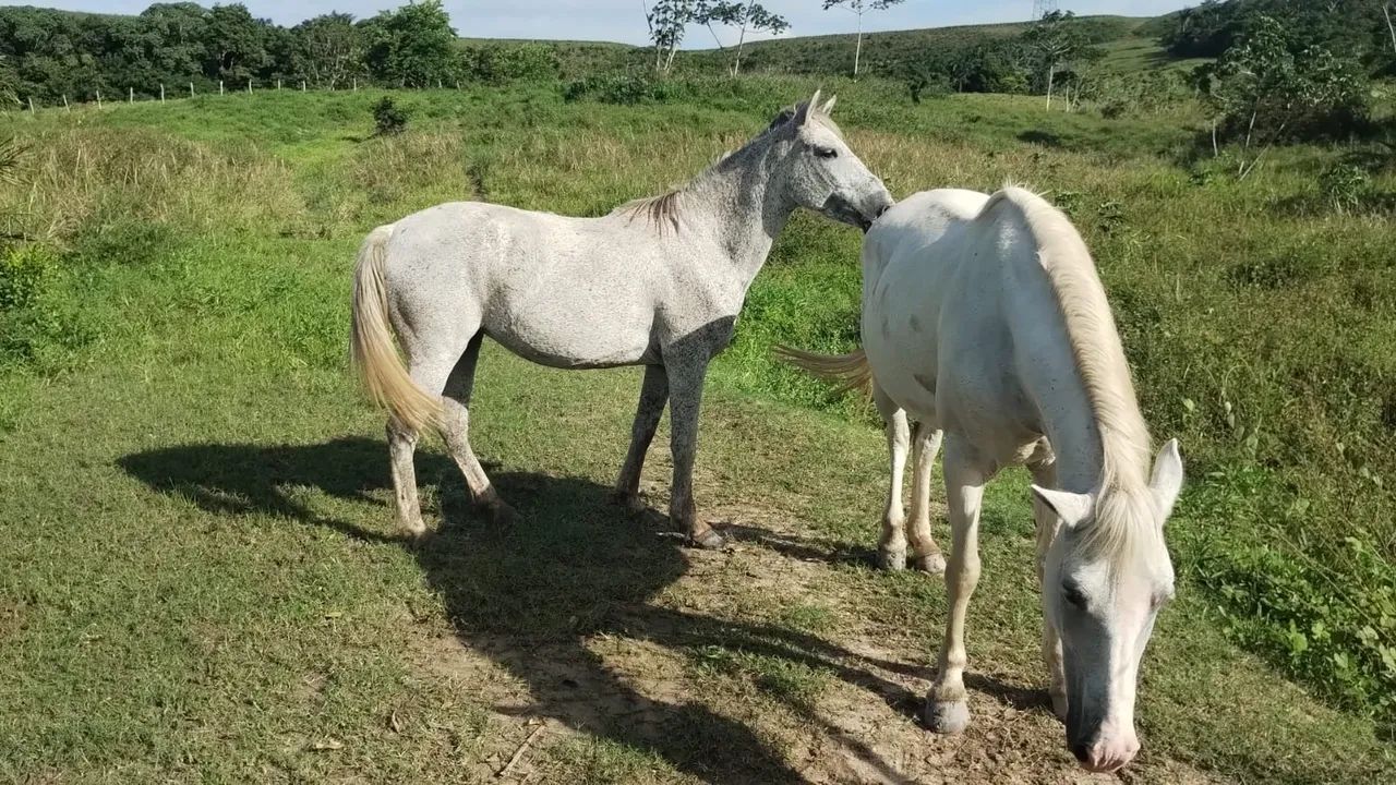 Uma égua de passada vai completa com sela e tudo - Foto 4