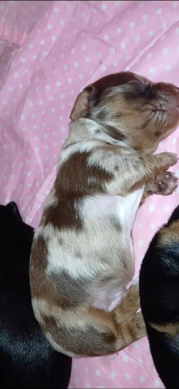 Dachshund miniatura  - Foto 3