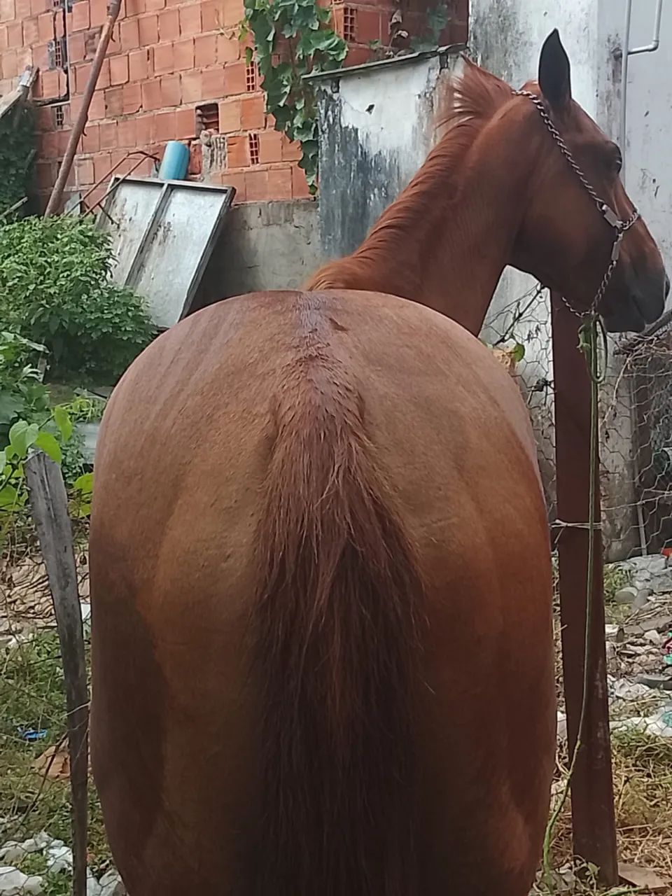 Égua de qualidade  - Foto 2