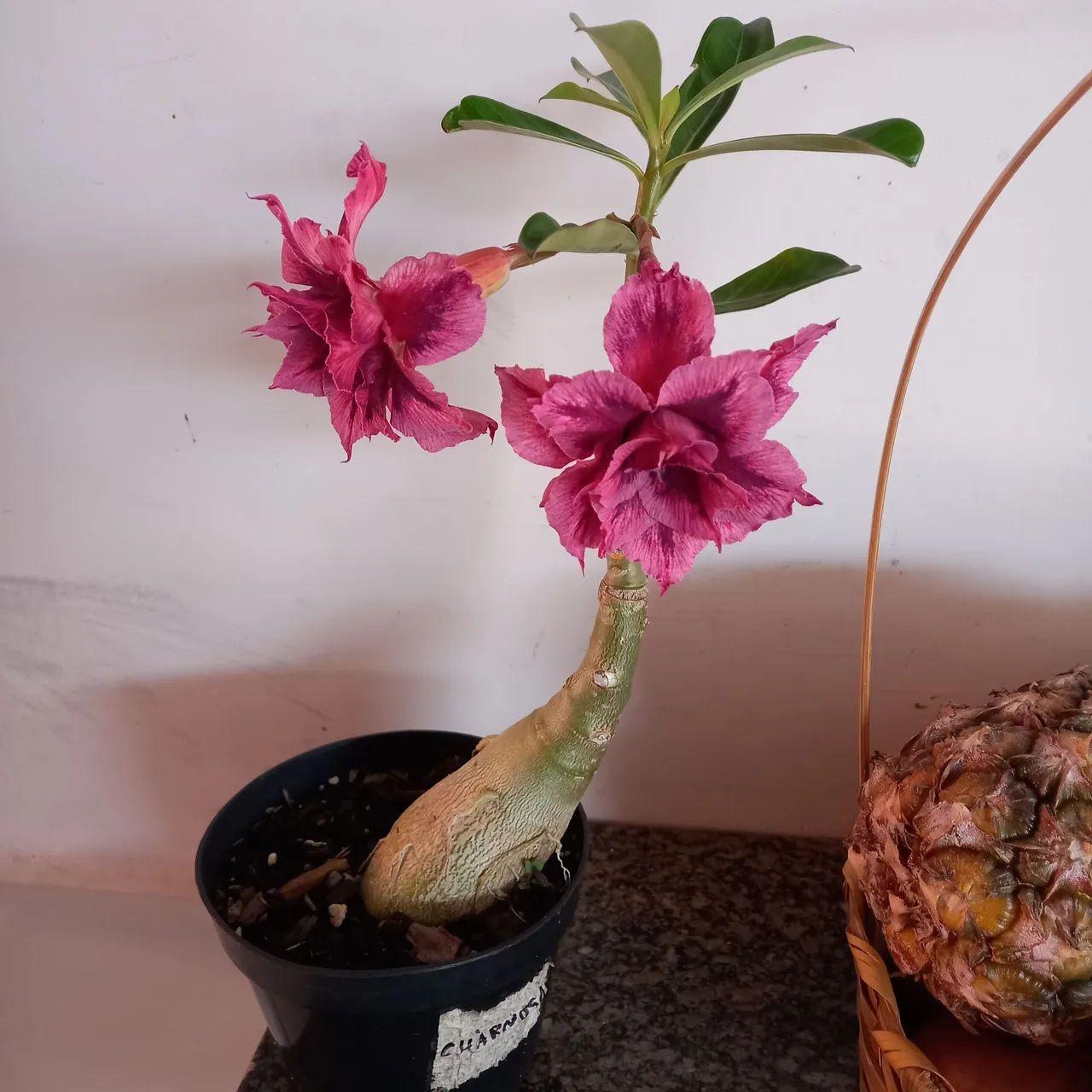 Vende - se rosas do deserto  - Foto 2