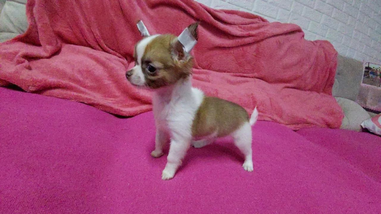 Último macho pelo longo com 2 vacinas - Foto 5