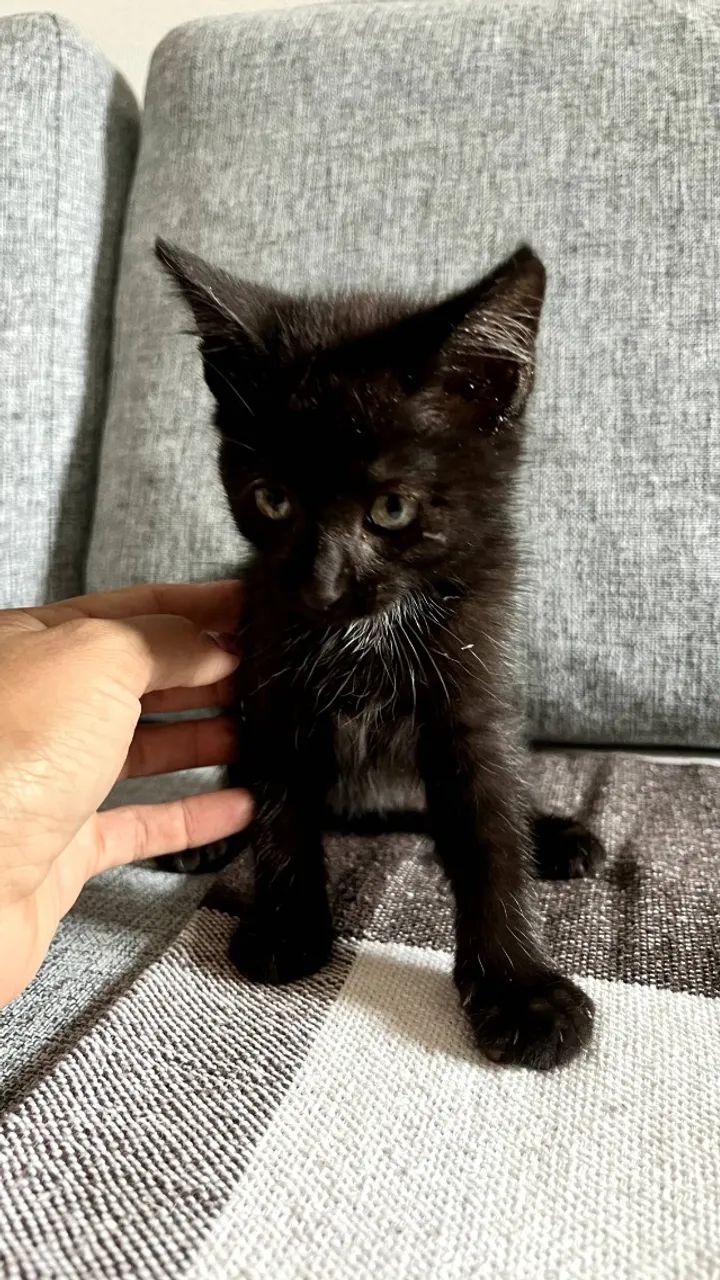 Gatinho para adoção - Foto 4