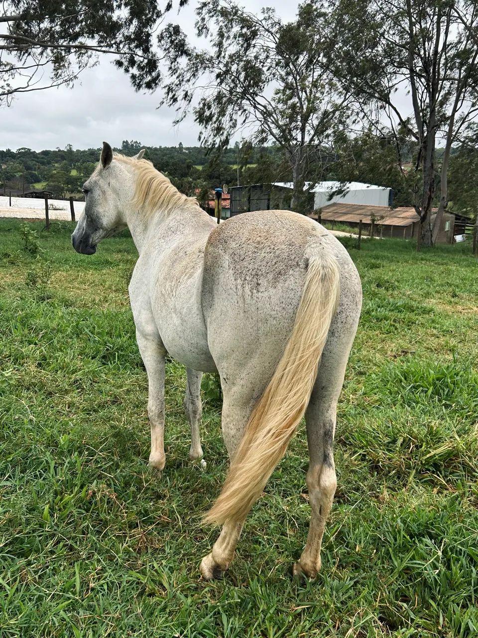 Cavalo Manga larga marchador, aceito proposta  - Foto 2