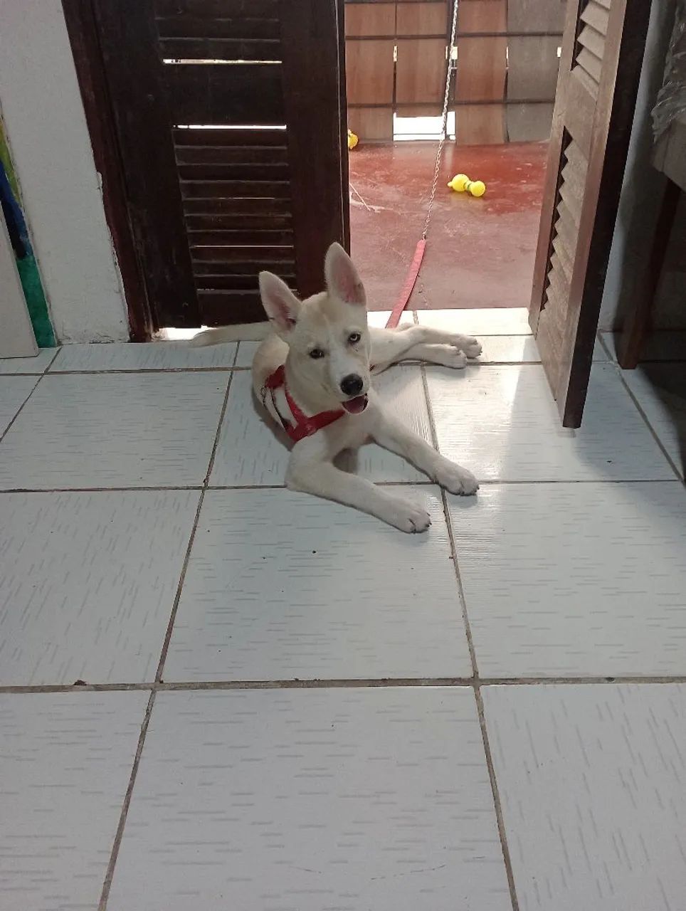 Husky siberiano  - Foto 4