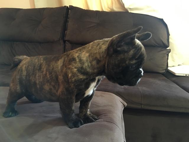 Bulldog Francês Filhotes Cachorros Centro Ribeirão Preto