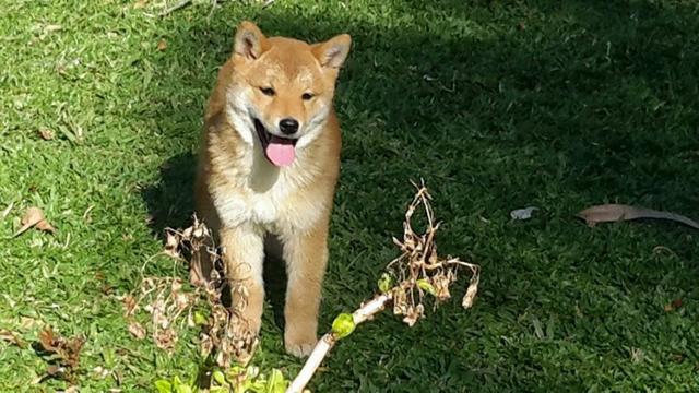 Vendo excelentes filhotes de shiba inu - Foto 5