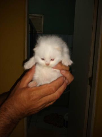 Olha aí que fofura gatos raça persa com 20 dias vamos reserva logo o seu