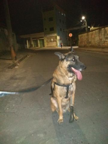 Meu pastor alemão - Foto 6