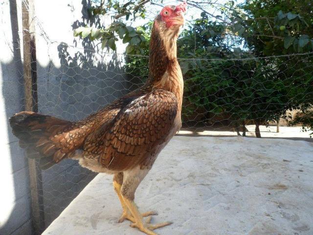 Galinha raça taylandes