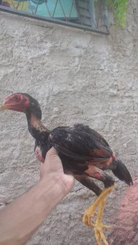 Vendo pintos raça shamo