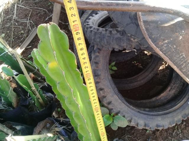 Mudas de Pitaya - Foto 5