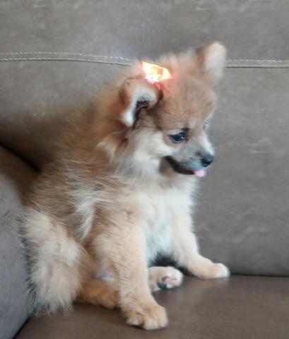 Linda fêmea de lulu da pomerânia anã - Foto 3
