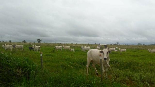 300 Alqs 200 Em Pasto Excelente Fazenda Paraúna GO - Foto 19