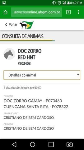 Quarto de Milha Po - Foto 6
