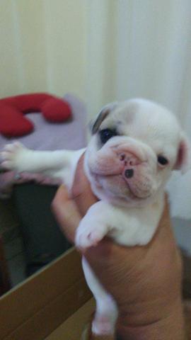 Bulldog francês - Foto 2