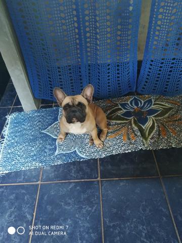 Bulldog francês - Foto 5