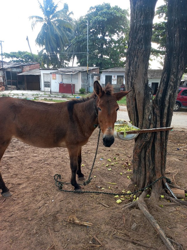 Vendo essa burra de carroça 