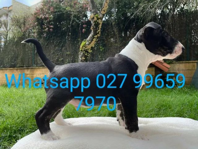 Bull terrier machos e fêmeas pronta entrega envio pra todo Brasil  - Foto 2