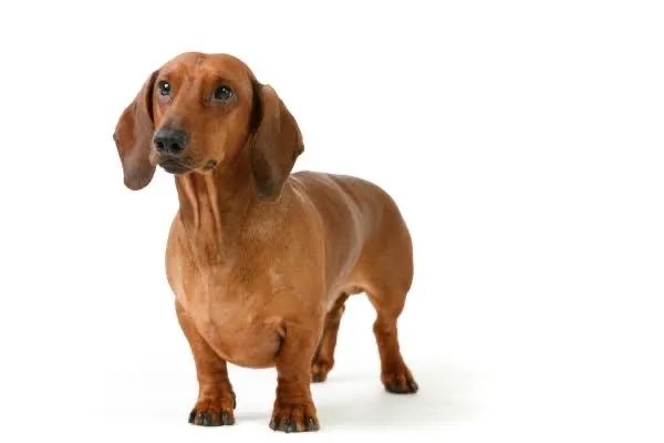 DOA-SE cadela da raça Dachshund