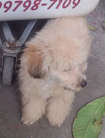 Estou vendendo essa princesinha. - Foto 2