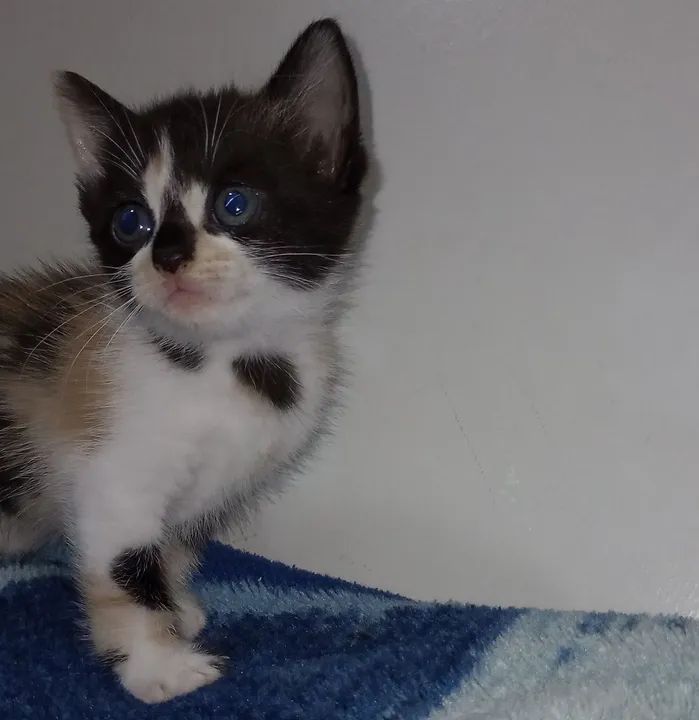 Filhote de gato (fêmea) - doação 