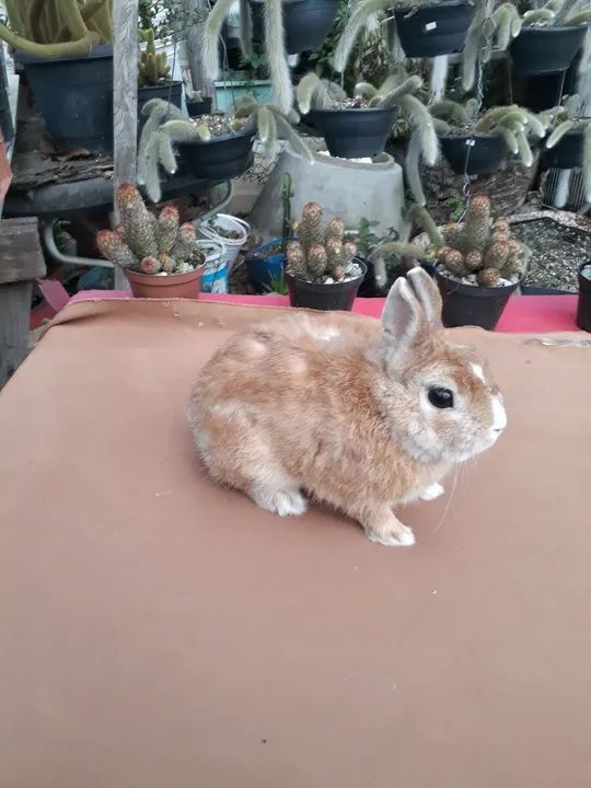 Mini coelho anão netherland holandês   - Foto 5