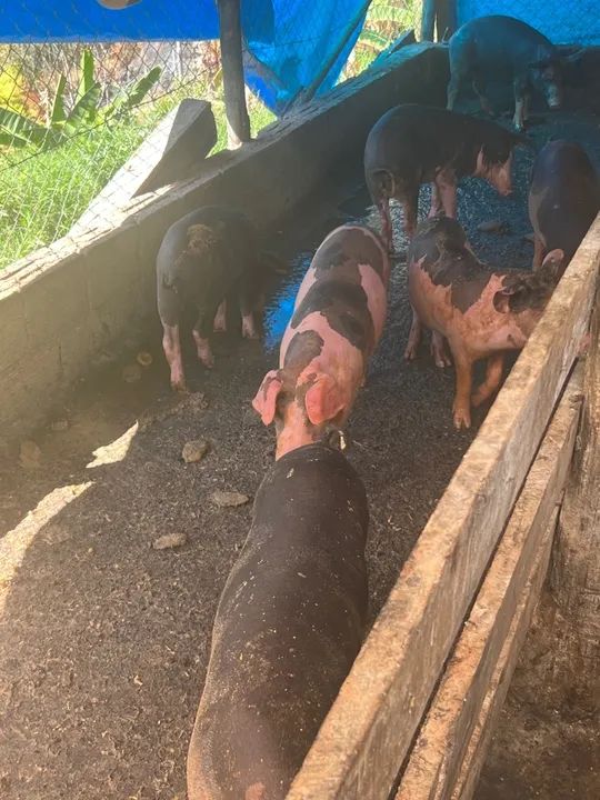 Porco pietrain ,Duroc , piau 100% caipira 12 kG - Foto 4