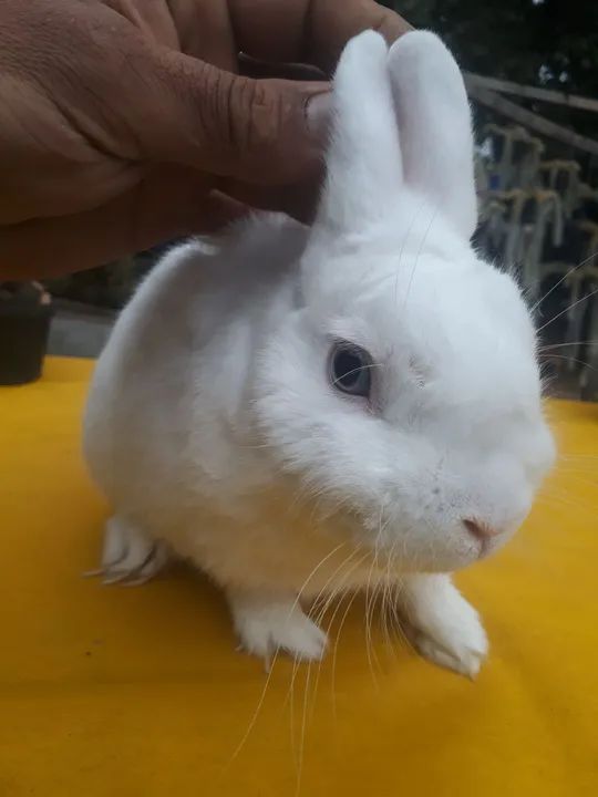 Coelho anão netherland olho azul  - Foto 2
