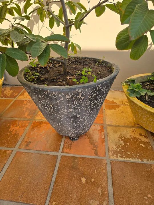 Goiaba gigante no vaso  - Foto 2