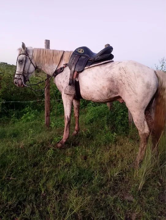 Cavalo para venda - Foto 2
