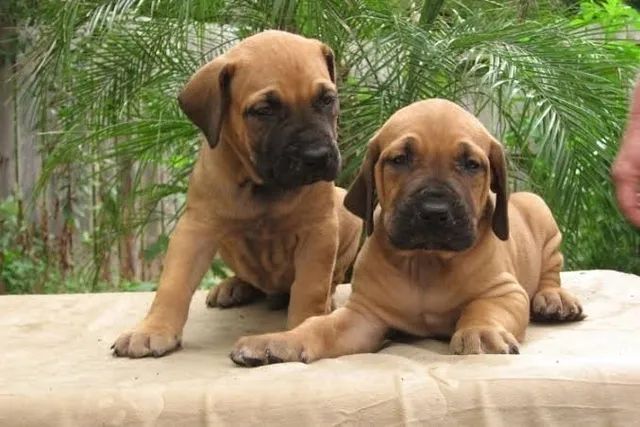 Fotos de Mastino brasiliano, Imagens de Mastino brasiliano sem